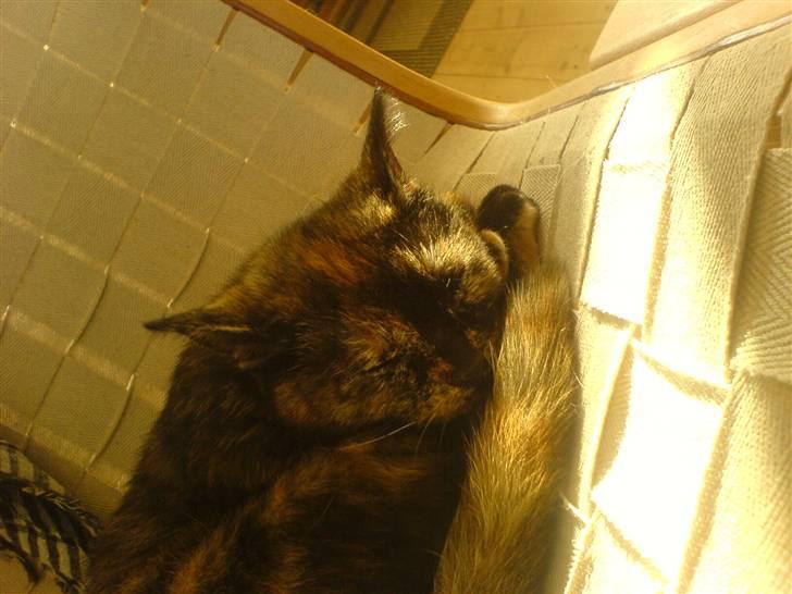 Blanding af racer Luna <3 - zZzZzZzZzZ ..en lille sovetryne :b billede 17