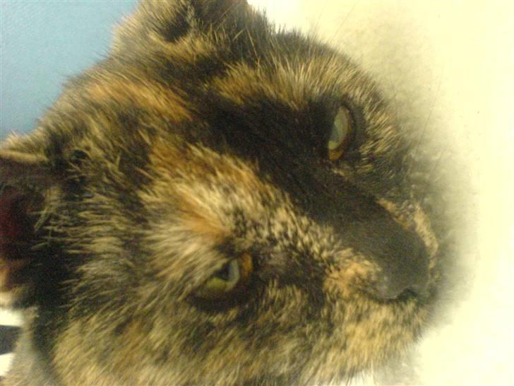 Blanding af racer Luna <3 - FARVEEEL ! .. Læs beskrivelsen inden du bedømmer (; billede 18