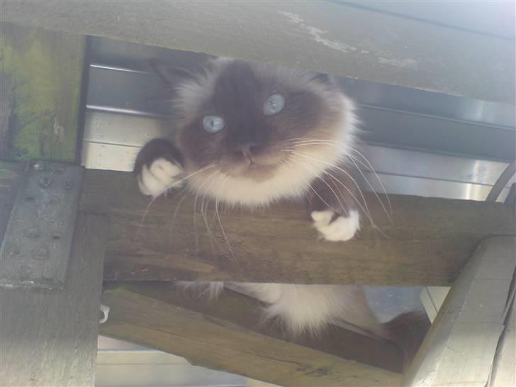 Hellig Birma Josefine *død* R.I.P. billede 9