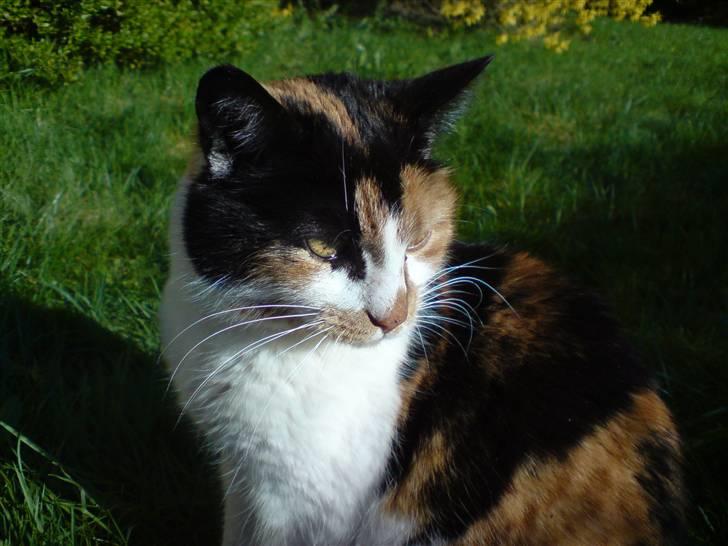 Huskat Laban - NYT! :-D billede 1