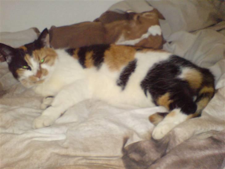 Huskat Laban billede 2