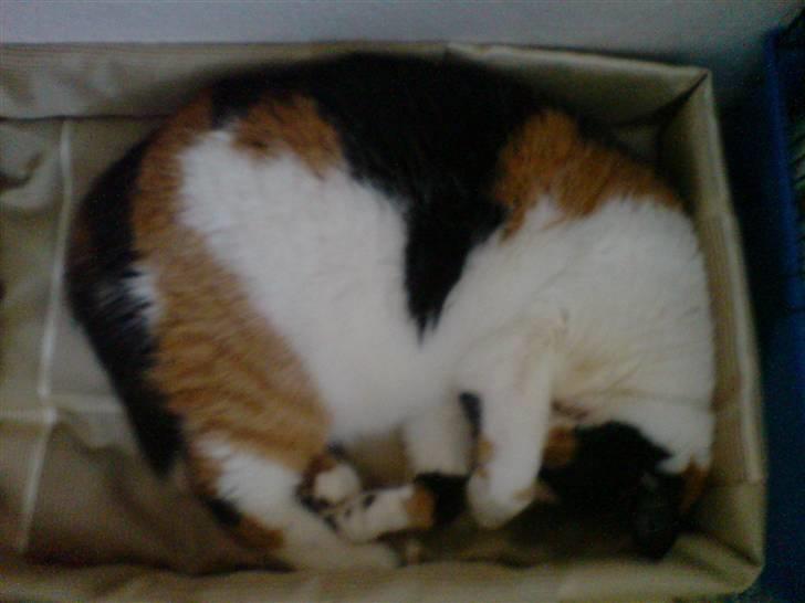 Huskat Laban billede 3