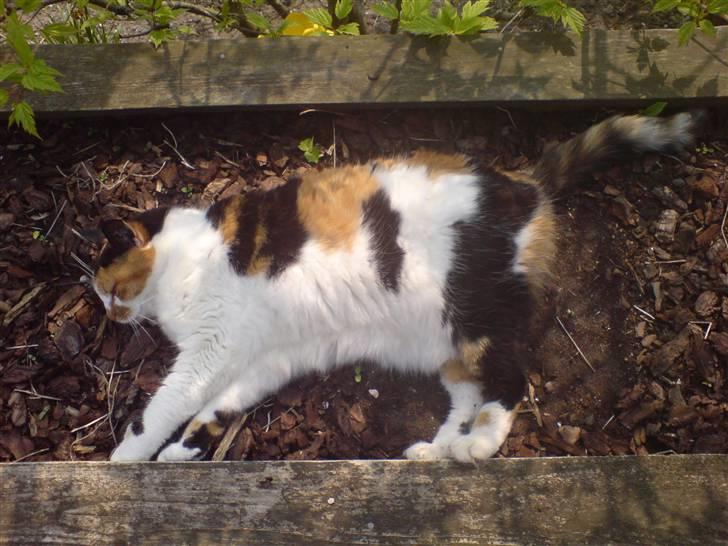 Huskat Laban billede 4