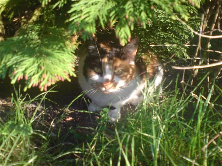 Huskat Laban billede 5