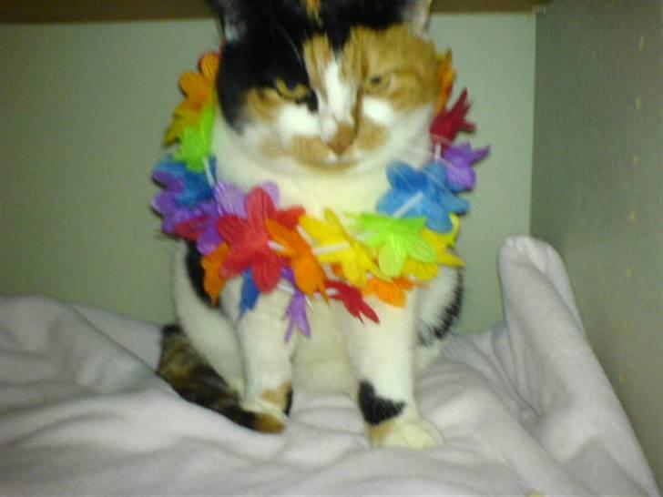 Huskat Laban billede 6