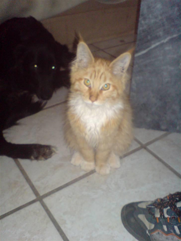 Maine Coon vingsted`s G-star - Her er jeg! jeg er såååå uskyldig ;-) billede 1