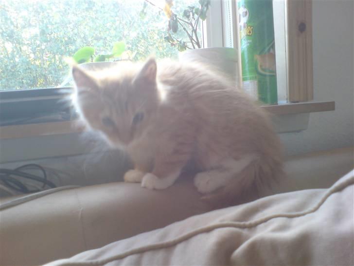 Maine Coon vingsted`s G-star - Her er jeg helt lille og ny hos simon som ejer mig billede 2