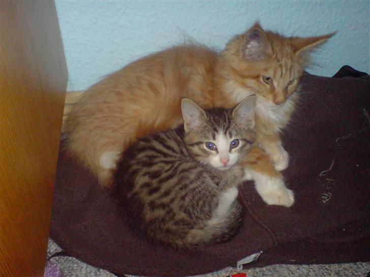 Maine Coon vingsted`s G-star - ja det er nu så hyggelig at ligge i ske billede 3