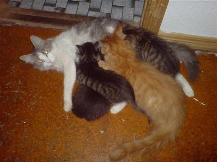 Maine Coon vingsted`s G-star - fedest kisser giver mad jubbbbiiii jeg får også lige en lille tår ;-) billede 4