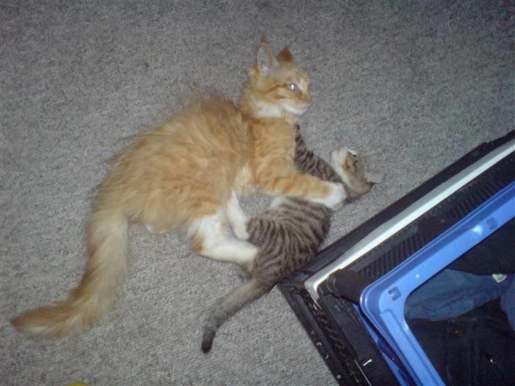 Maine Coon vingsted`s G-star - kom du bare an din lille bandit.....så skal jeg lige lege lidt med dig. billede 5