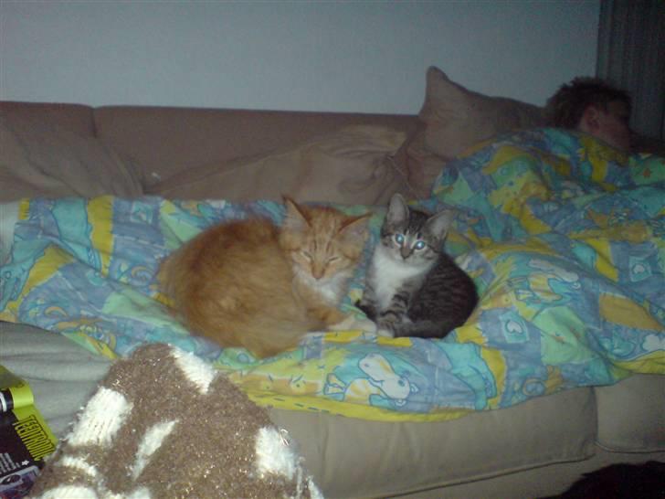 Maine Coon vingsted`s G-star - gab nu blev finpe og jeg lige lidt små træt billede 6