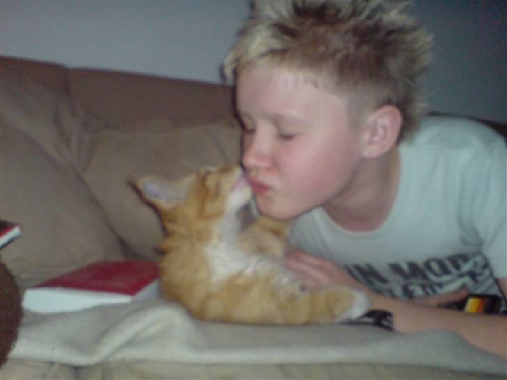 Maine Coon vingsted`s G-star - ej hvoe skønt simon vil gerene mysse med mig det er jo herligt det elsker jeg bare  billede 7