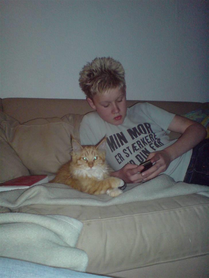 Maine Coon vingsted`s G-star - er han ikke bare sød ham simon han er min beste ven  billede 8