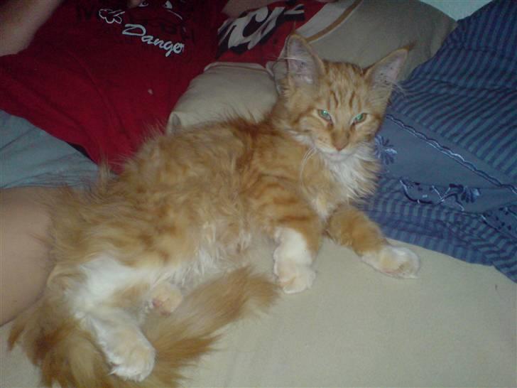 Maine Coon vingsted`s G-star - ej hvor skønt jeg ligger lige inde i mor heidi´s seng og hygger med johnas billede 9