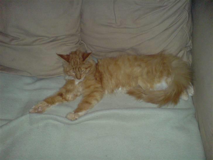 Maine Coon vingsted`s G-star - sikke en hår dag, jeg kan næsten ikke mere i dag. billede 10