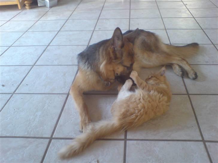 Maine Coon vingsted`s G-star - kom an barte så skal du lige få G-star bølle bank thi hi billede 11