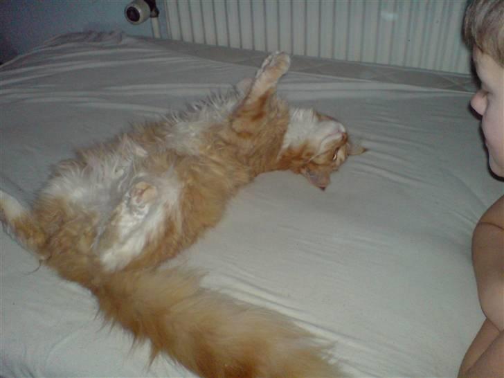 Maine Coon vingsted`s G-star - åh ja johnas klø mig så lige på maven det ved du jo at jeg elsker billede 12