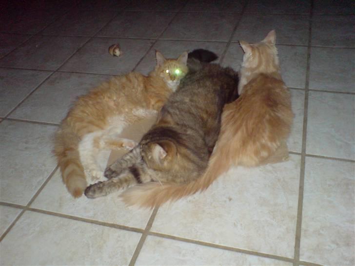 Maine Coon vingsted`s G-star - ja så er det hygge sammen med Indie&Dragon Ball & mig selv billede 13