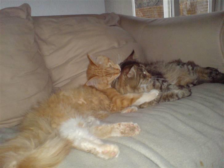 Maine Coon vingsted`s G-star - ih altså Dragon du er altså beskidt her bag dine øre.... slap bage af det klare jeg lige for dig billede 14