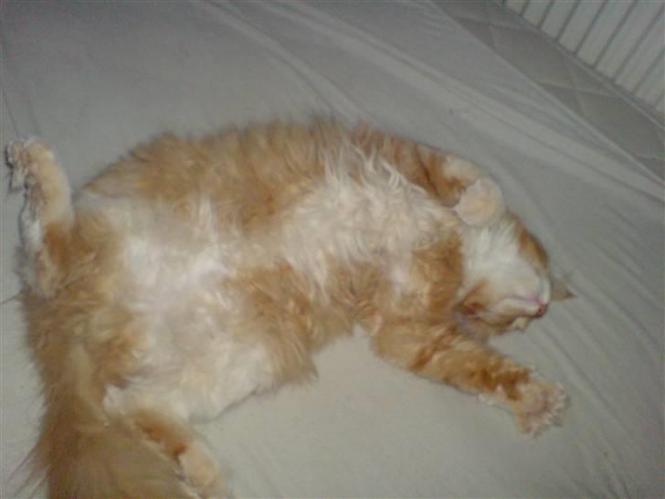 Maine Coon vingsted`s G-star - total afslapper billede 15