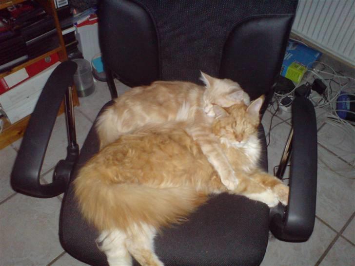 Maine Coon vingsted`s G-star - åh jeg elsker bare når Indie sådan ligger og holder om mig. hun er bare så dejlig billede 16