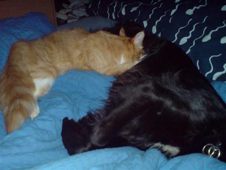 Maine Coon vingsted`s G-star - godt du er her bonnie jeg trænger sådan lige til at babbe lidt på dine bryster;-) billede 17