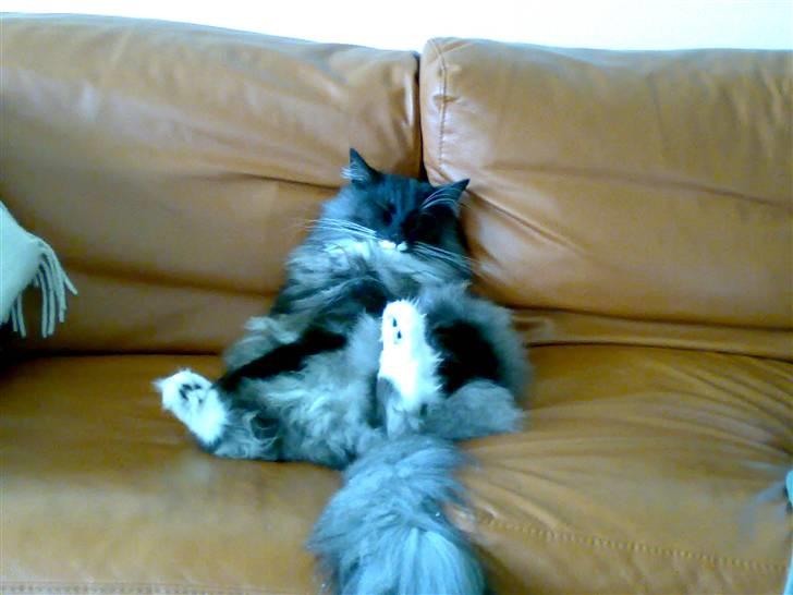 Norsk Skovkat Olfert - ren afslapning. billede 17