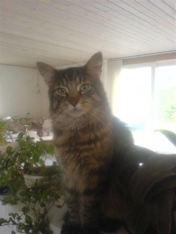 Maine Coon vingsted´s Dragon Ball - Er jeg ikke bare for skøn?????? ;-) billede 1