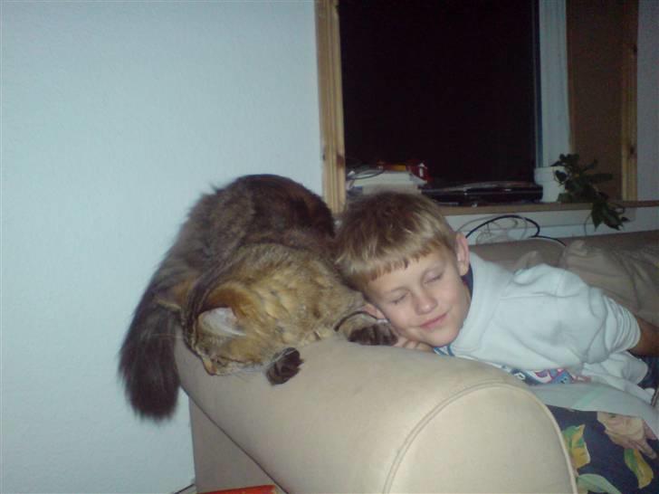 Maine Coon vingsted´s Dragon Ball - johnsa som ejer mig og jeg hygger lige lidt billede 2