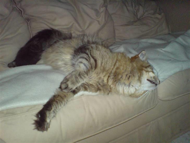 Maine Coon vingsted´s Dragon Ball - total vild afslapper forand tv et billede 3