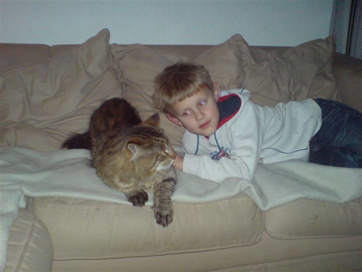 Maine Coon vingsted´s Dragon Ball - humm vil du lege eller kæle? billede 4