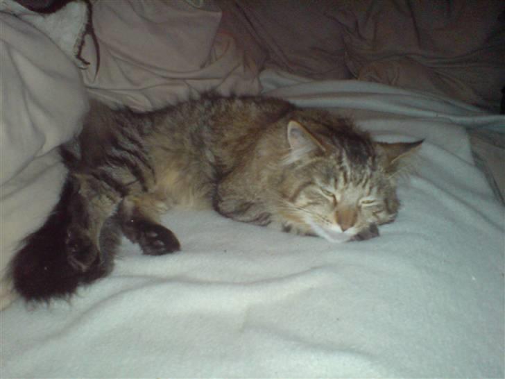 Maine Coon vingsted´s Dragon Ball - bjørnen sover thi hi billede 5