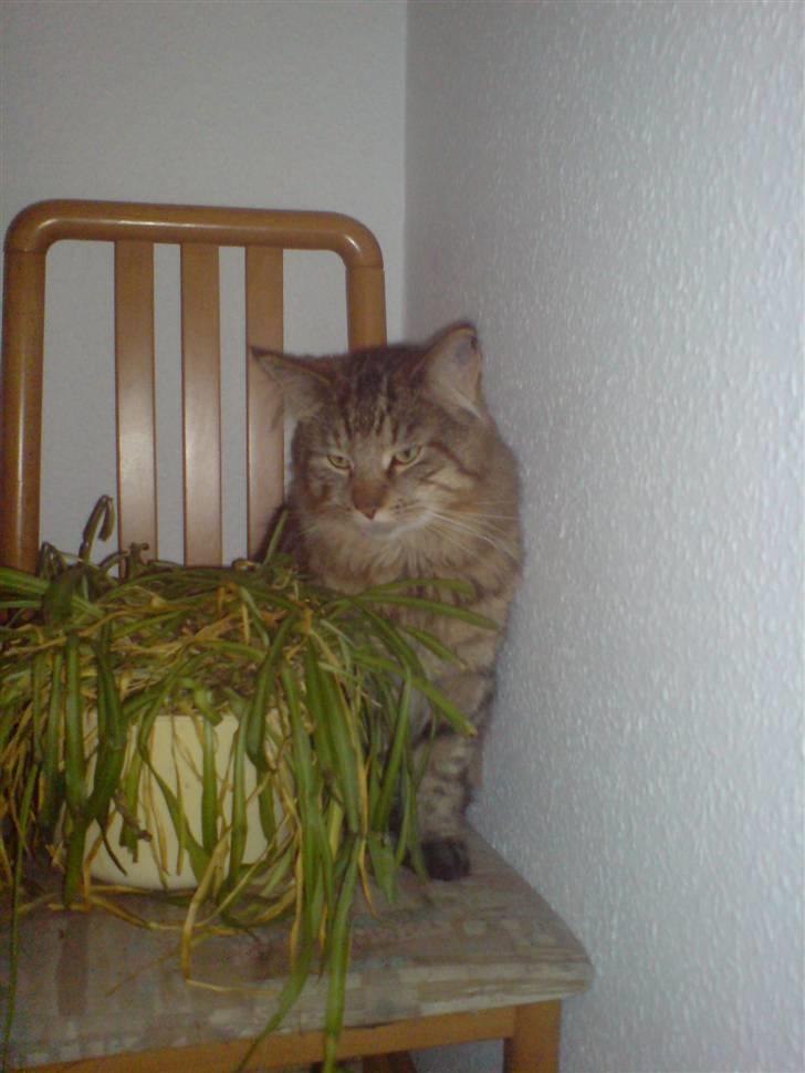 Maine Coon vingsted´s Dragon Ball - nu kan i da ikke se mig vel???? billede 6