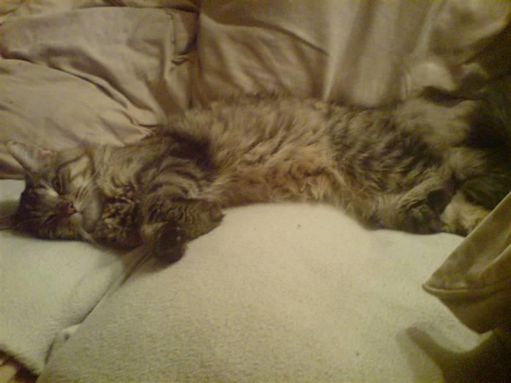 Maine Coon vingsted´s Dragon Ball - zzzzzzzzzz billede 7