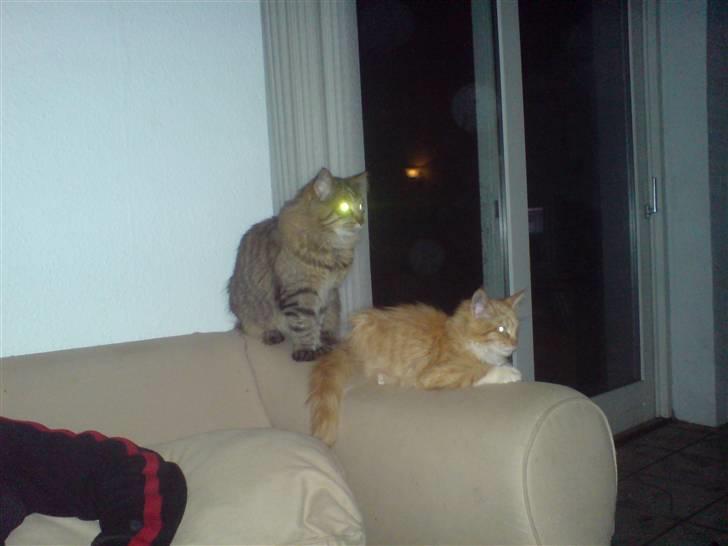 Maine Coon vingsted´s Dragon Ball - jeg skal nok passe godt på dig G-star billede 8