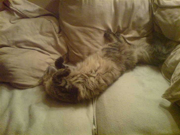 Maine Coon vingsted´s Dragon Ball - kanon endelig tid til rå hygge billede 9