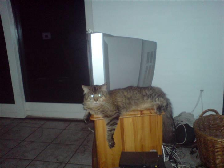 Maine Coon vingsted´s Dragon Ball - skønt atv ligge foran brænde ovnen og ved siden af fjernsynet så kan jeg holde øje med alt billede 10
