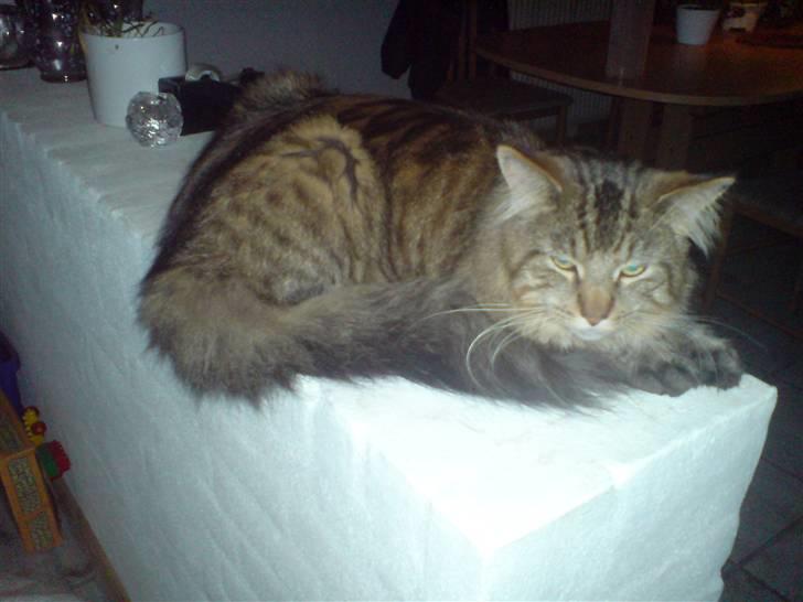 Maine Coon vingsted´s Dragon Ball - åh jeg gider altså ikke lige nu.... billede 11