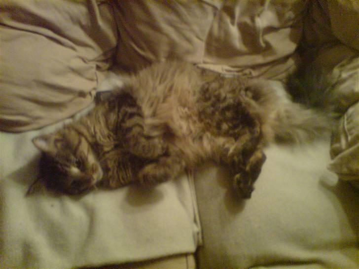 Maine Coon vingsted´s Dragon Ball - se min smukke navle billede 12