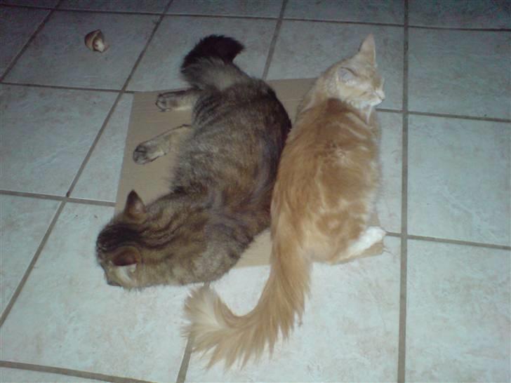 Maine Coon vingsted´s Dragon Ball - mig og mine venner Indie & G-star billede 13