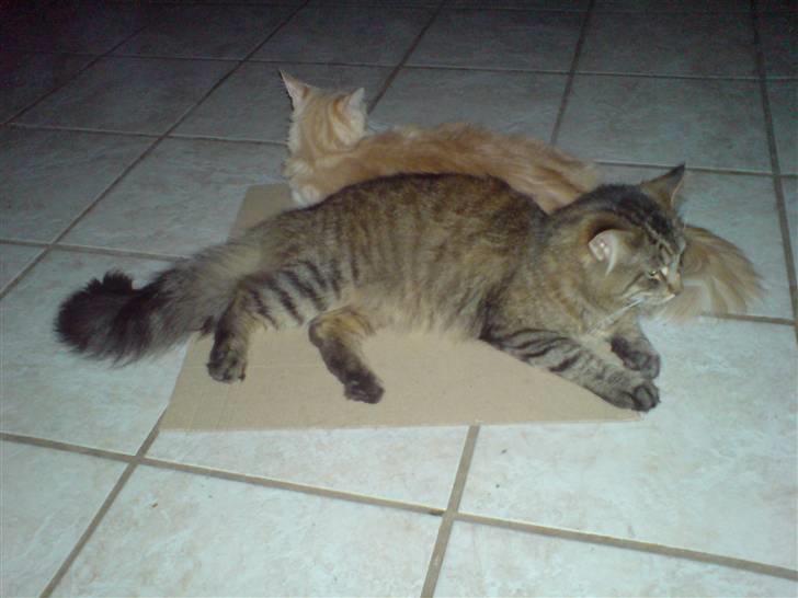 Maine Coon vingsted´s Dragon Ball - indie og dragon billede 14