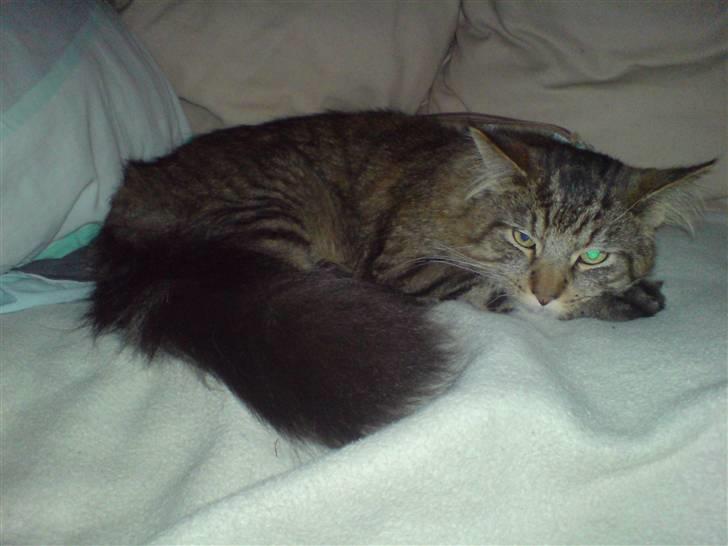 Maine Coon vingsted´s Dragon Ball - hmm mon snart johnas kommer og nusser med nig billede 15