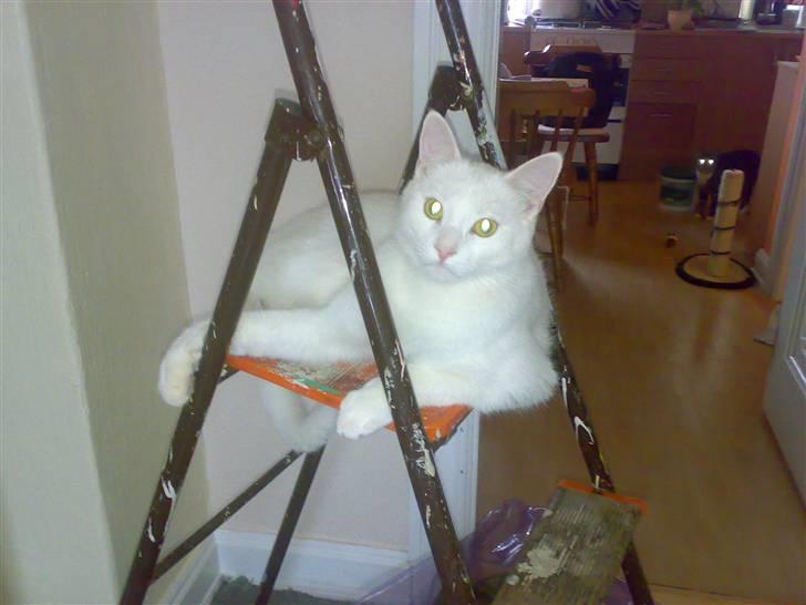 Blanding af racer snowie - jeg syntes jeg ville hjælpe med at male  billede 16