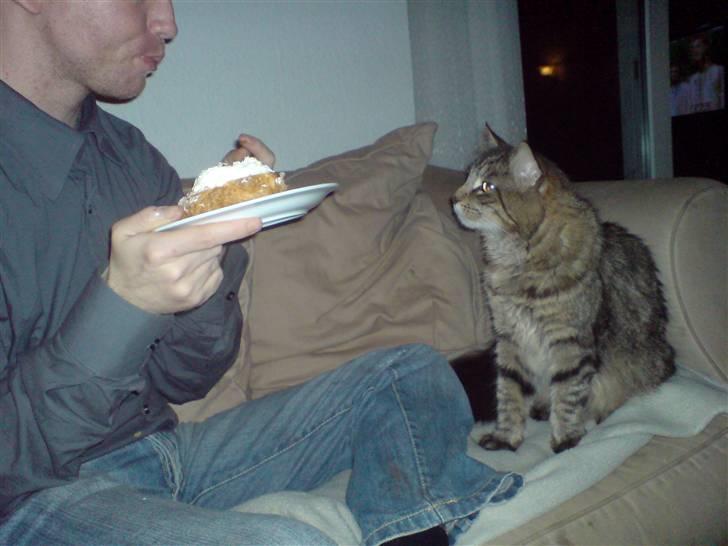 Maine Coon vingsted´s Dragon Ball - wow fløde kage moms lige noget for mig billede 16