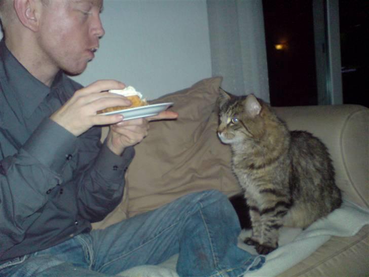 Maine Coon vingsted´s Dragon Ball - gir du ikke lidt fløde???? billede 17