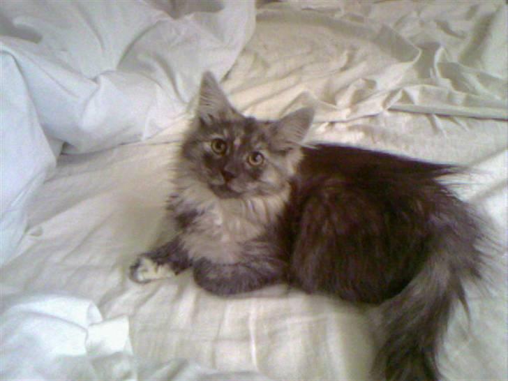 Norsk Skovkat Dk Mazjan's Jamilla  billede 7