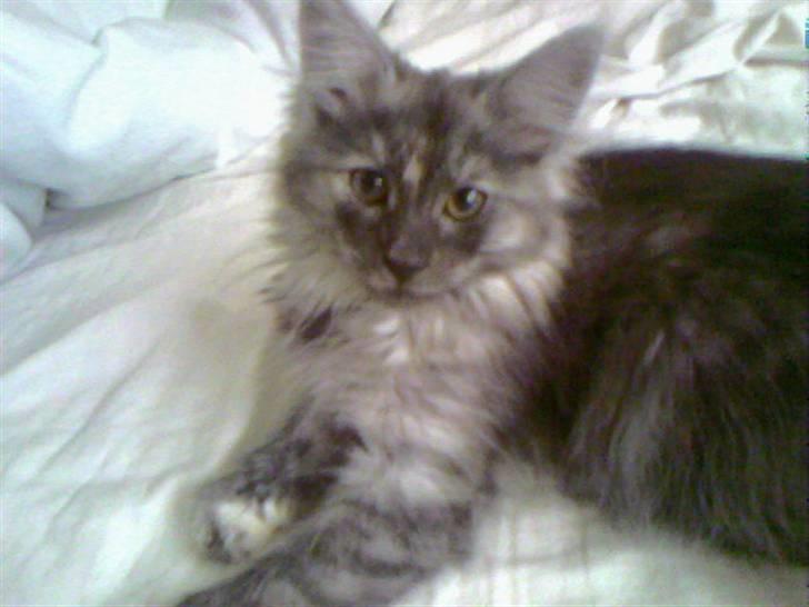 Norsk Skovkat Dk Mazjan's Jamilla  billede 8