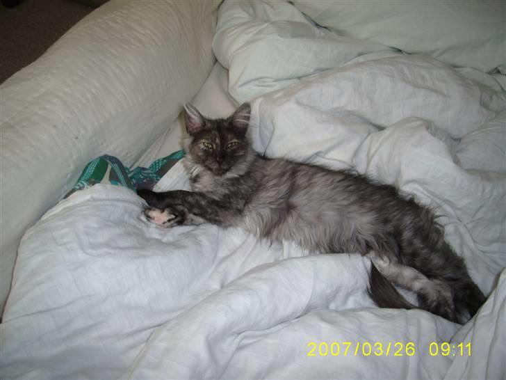 Norsk Skovkat Dk Mazjan's Jamilla  billede 9