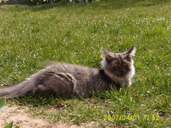 Norsk Skovkat Dk Mazjan's Jamilla  billede 10