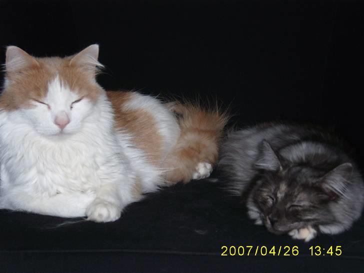 Norsk Skovkat Dk Mazjan's Jamilla  billede 11